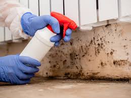 Best Black Mold Removal in Latrobe, PA